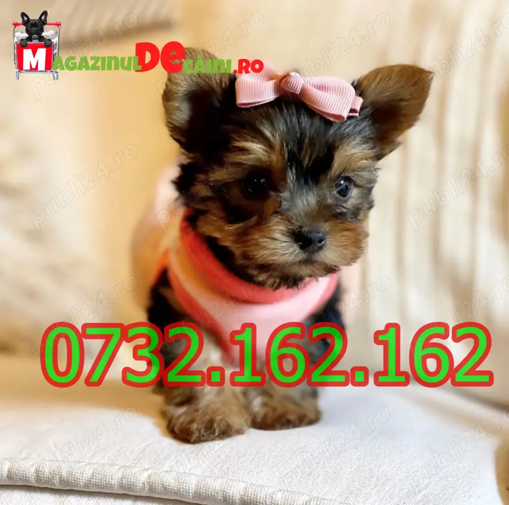 Cumpara legal catei Yorkshire Mini Toy cu Factura,Carnet,Microcip,Inregistrare-Livrare la Bucuresti
