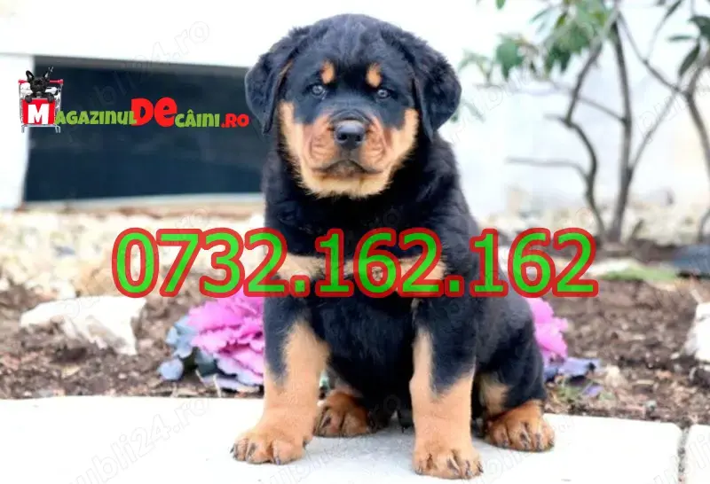 HRANA GRATUITA-Rezerva un Rottweiler Talie Mare cu Factura,Carnet,Microcip,Garantie-Livrare la Sibiu