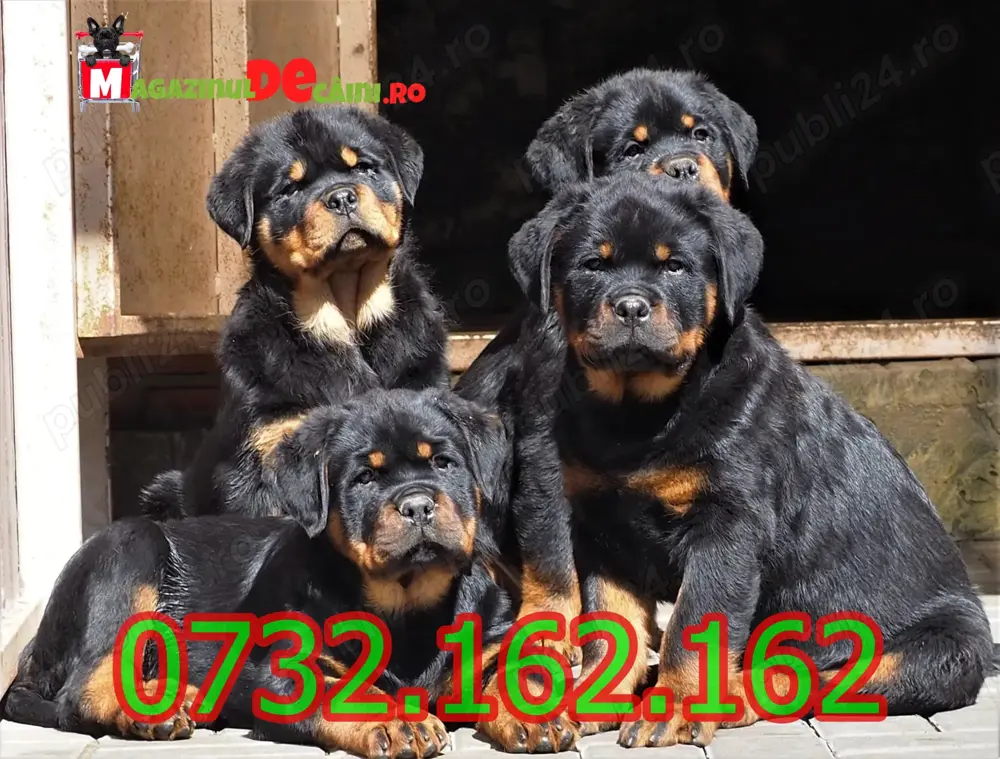 Cumpara legal catei Rottweiler Talie Mare cu Factura,Carnet,Microcip,Garantie-Livrare la Sibiu