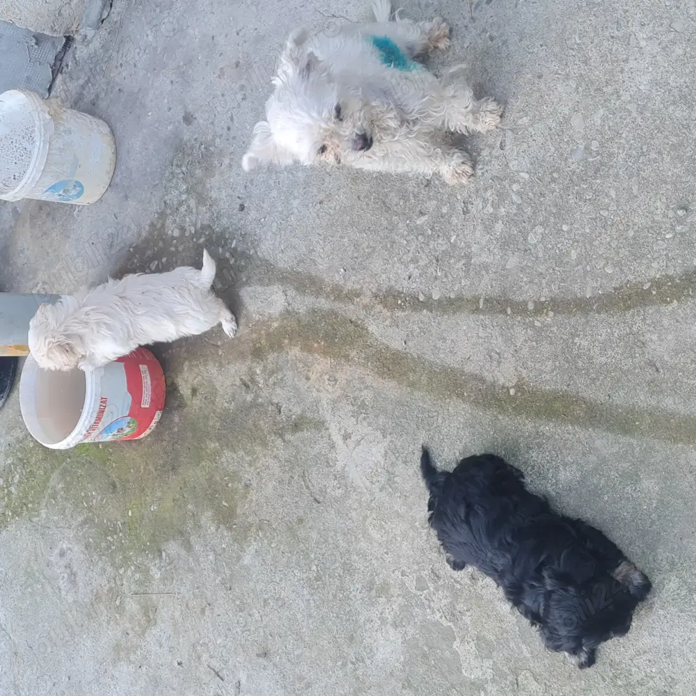 Bichon cauta casa noua Bichon cauta casa noua