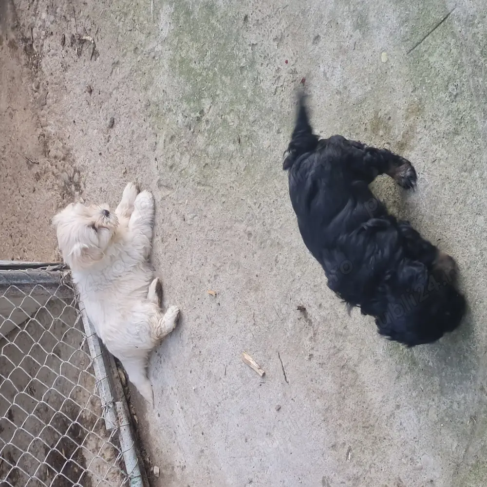 Bichon puiuti Bichon puiuti