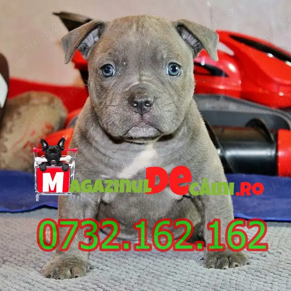 Hrana GRATUITA-Catei Amstaff cu Factura,Carnet,Microcip,Inregistrare-Livrare personala la Pitesti