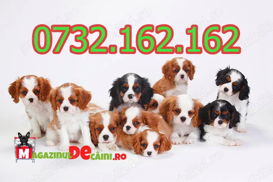Cumpara legal catei Cavalier King Charles cu Factura,Carnet,Microcip,Garantie-Livrare la Pitesti