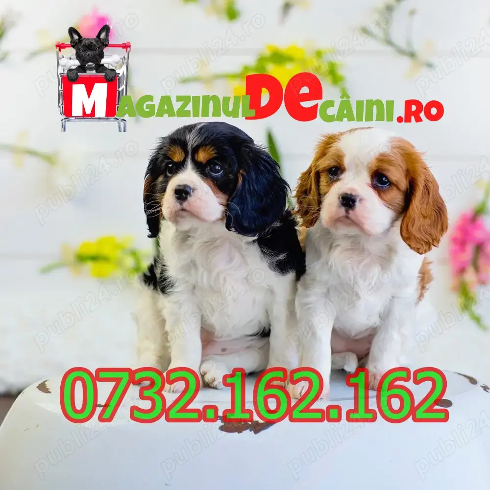 Cumpara legal catei Cavalier King Charles cu Factura,Carnet,Microcip,Garantie+Livrare personala