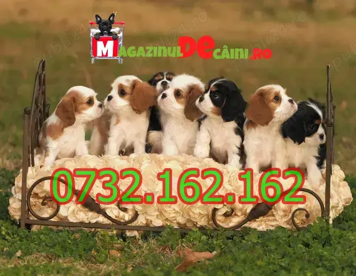 Cumpara legal catei Cavalier King Charles cu Factura,Carnet,Microcip,Garantie-Livrare la Timisoara