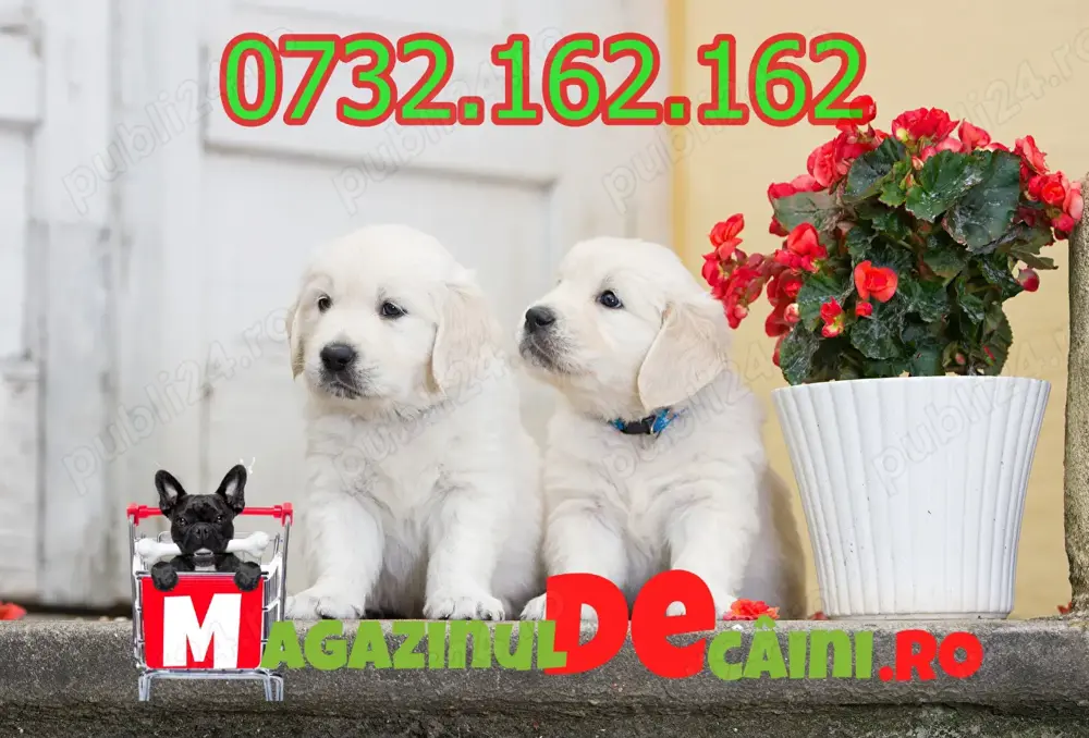 HRANA GRATUITA- Catei Golden Retriever cu factura,microcip,carnet-Livrare personala la Bucuresti