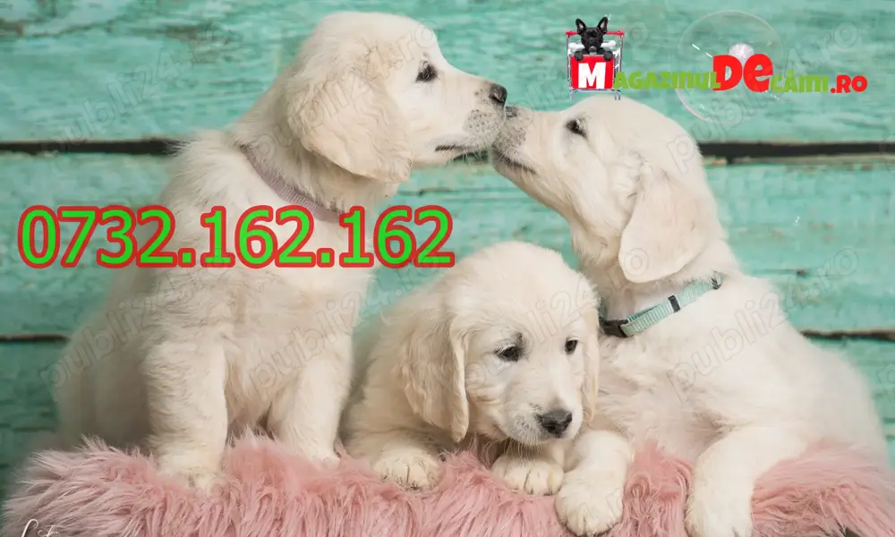 Cumpara legal catei Golden Retriever cu Factura,Carnet,Microcip,Garantie-Livrare personala la Cluj