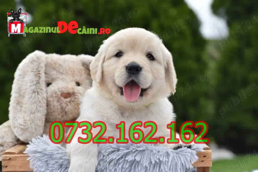 HRANA+LIVRARE la Bucuresti-Rezerva Golden Retriever cu Factura,Carnet,Microcip,Garantie