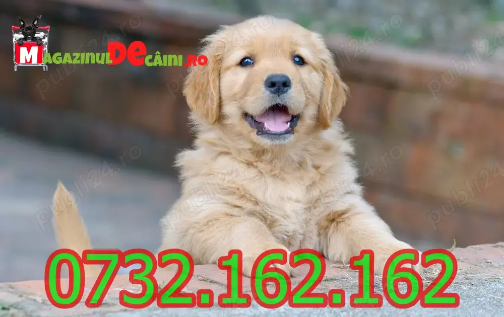 Hrana GRATUITA-Cumpara legal catei Golden Retriever cu Factura,Carnet,Microcip,Garantie+Livrare 