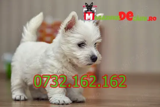 Cumpara legal catei Westie cu Factura,Carnet,Microcip,Garantie,Inregistrare+Livrare la Brasov