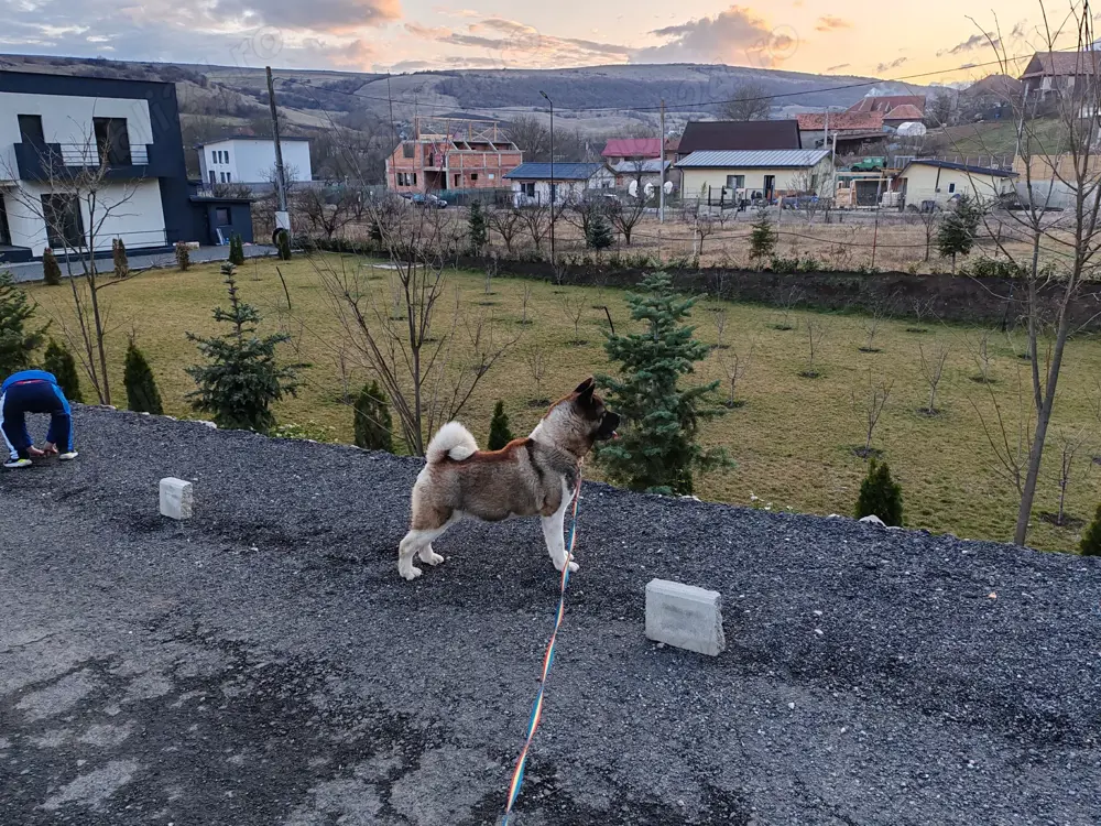 Femela de Akita American cu Pedigree