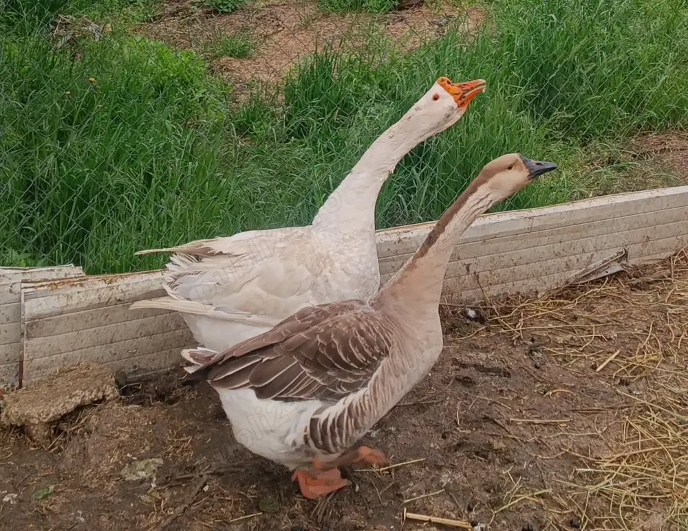 Gâște tinere de anul acesta 