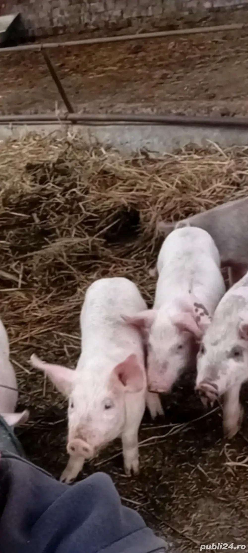 purcei  mai multe marimi