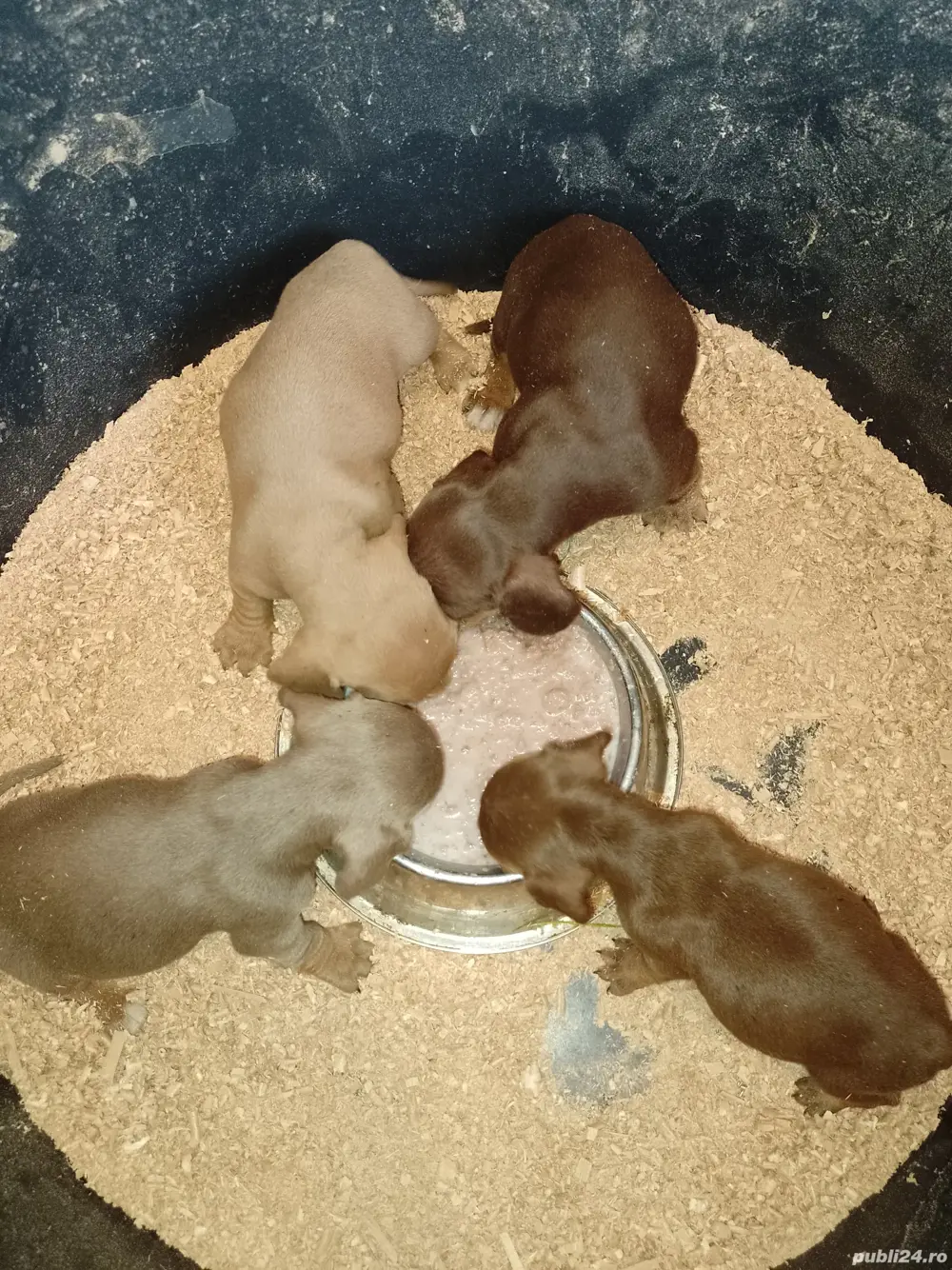 Teckel , Dachshund. Ciocolatiu, ISABELLA. sorecar.