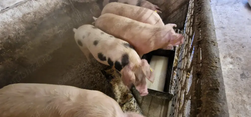 Porci crescuți natural