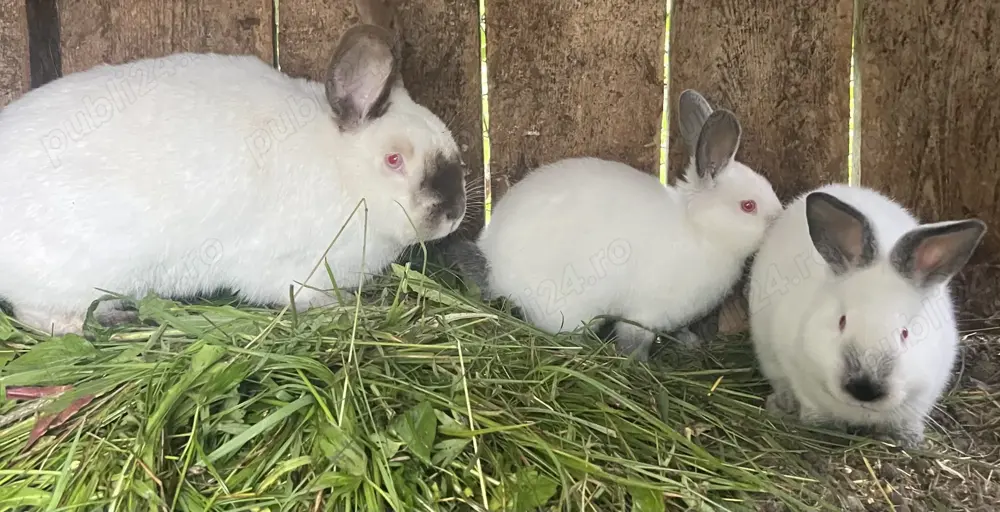 Iepurita californian 