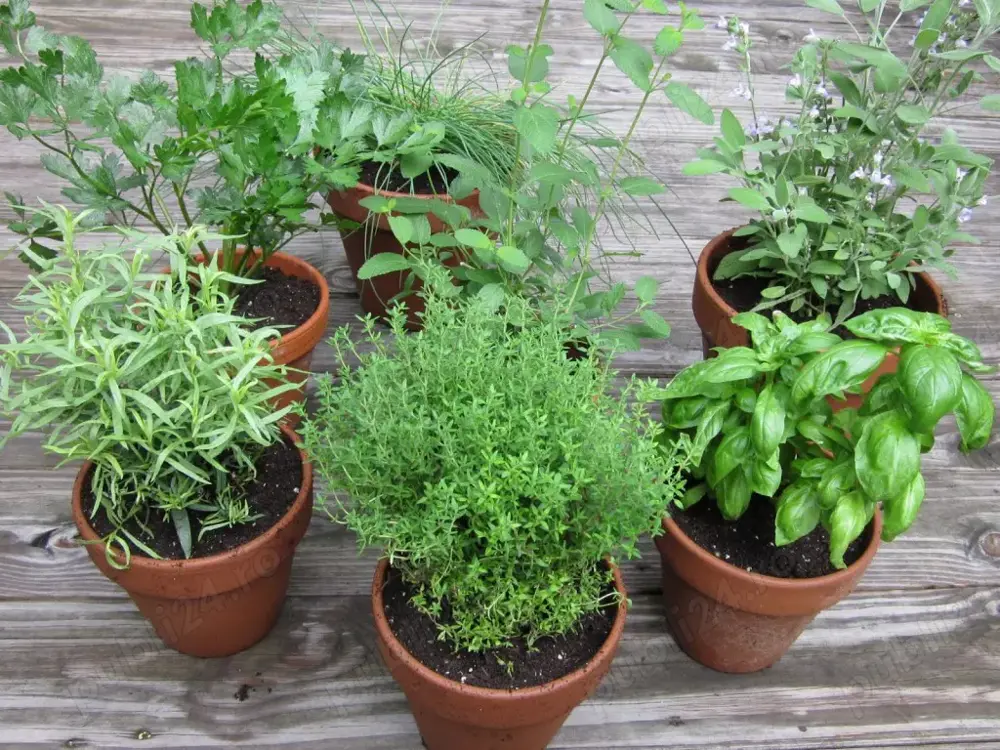 Seminte Aromatice Busuioc Marar Rozmarin Urzici Pachet 18 plicuri