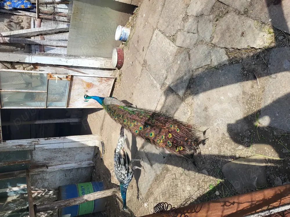 Vand pauni albastri Vand pauni albastri