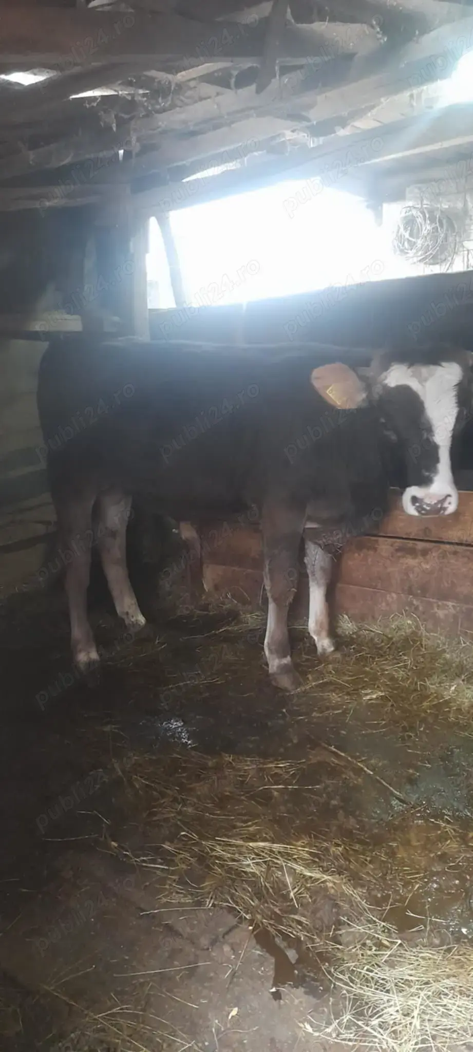 Vand 2 vaci cu lapte si un vitel Vand 2 vaci cu lapte si un vitel