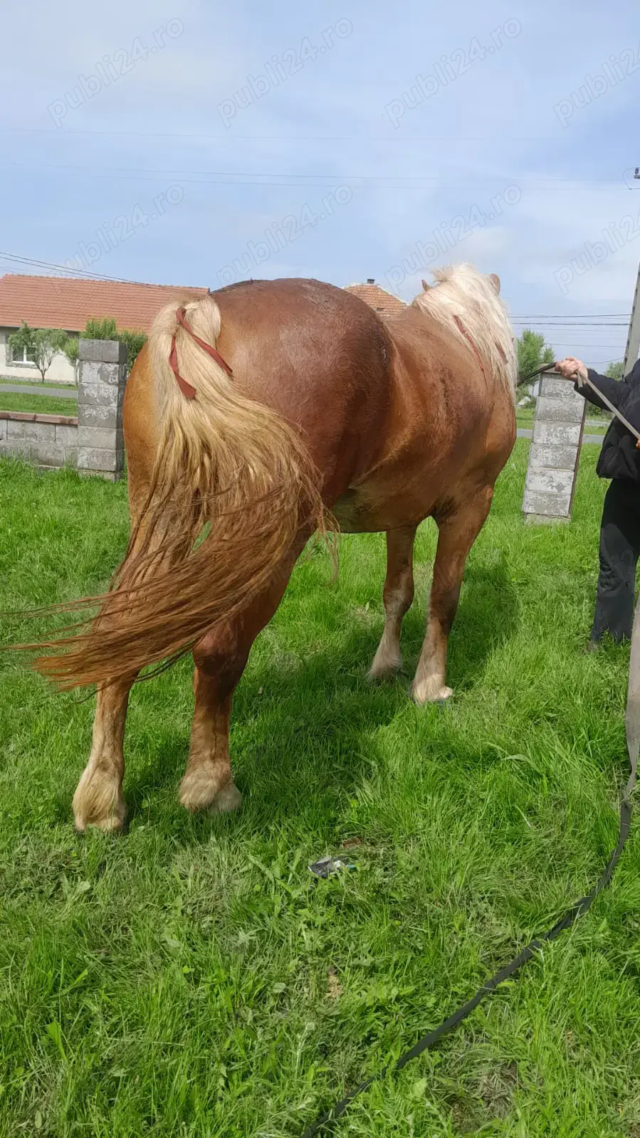 Vând urgent o mânza ( ) Tel