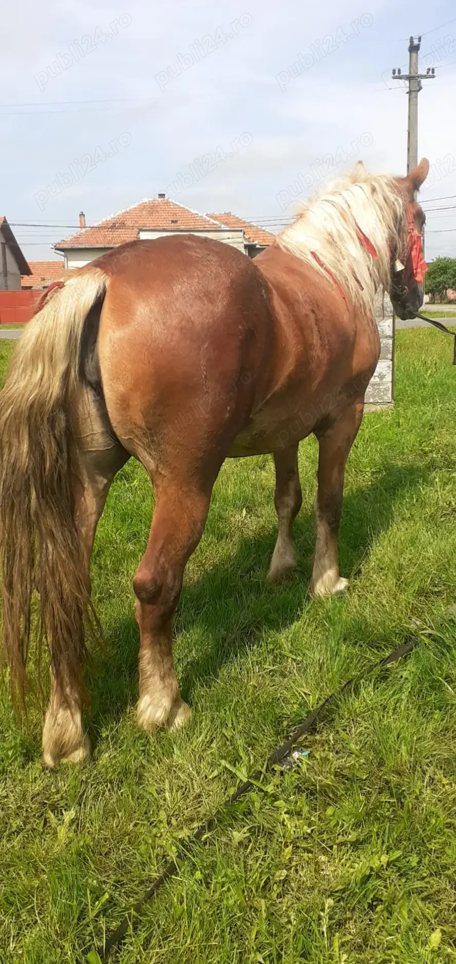 Vând urgent o manză blândă de 3 ani tel ( ) Vând urgent o manză blândă de 3 ani tel ( )