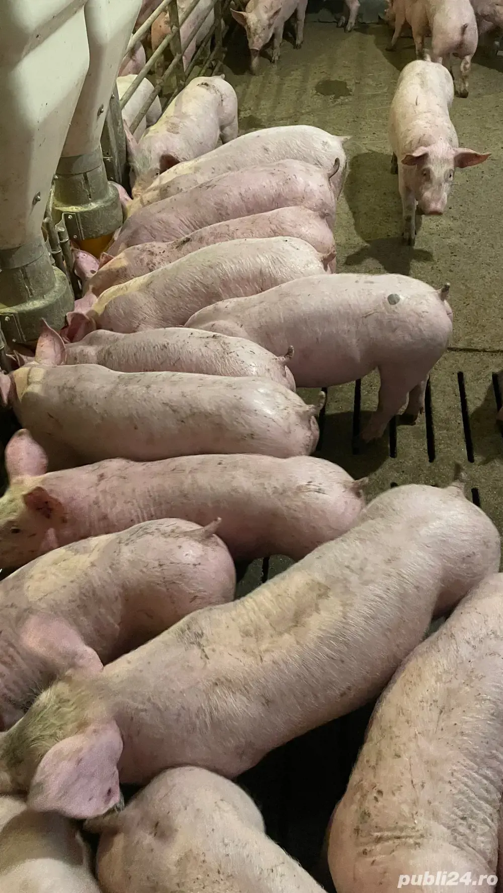Purcei de vânzare.
