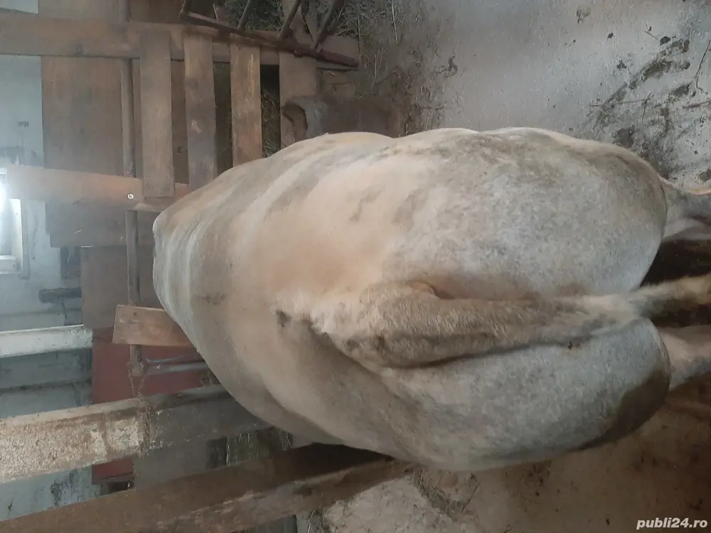 vand taur belgian vand taur belgian