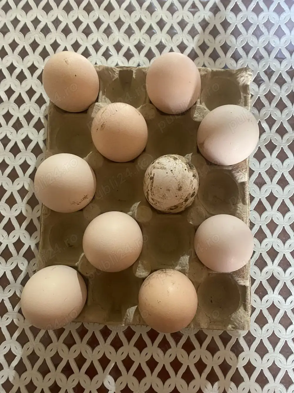 Ouă de păun arlechin - alb - standard !