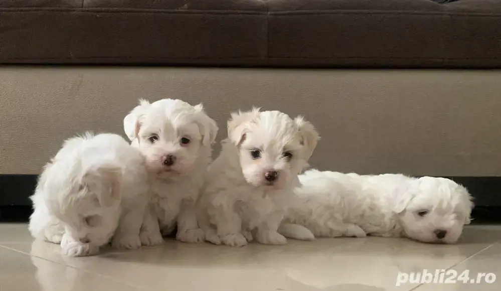 Bichon maltez Mini Toy