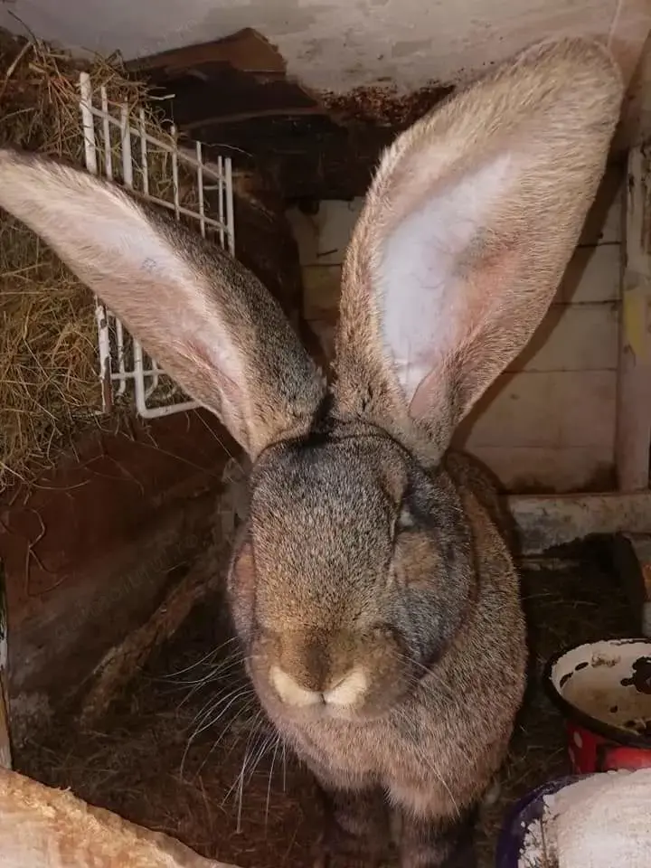 Femele Uriaș German 9 Luni Rasă pură  Femele Uriaș German 9 Luni Rasă pură