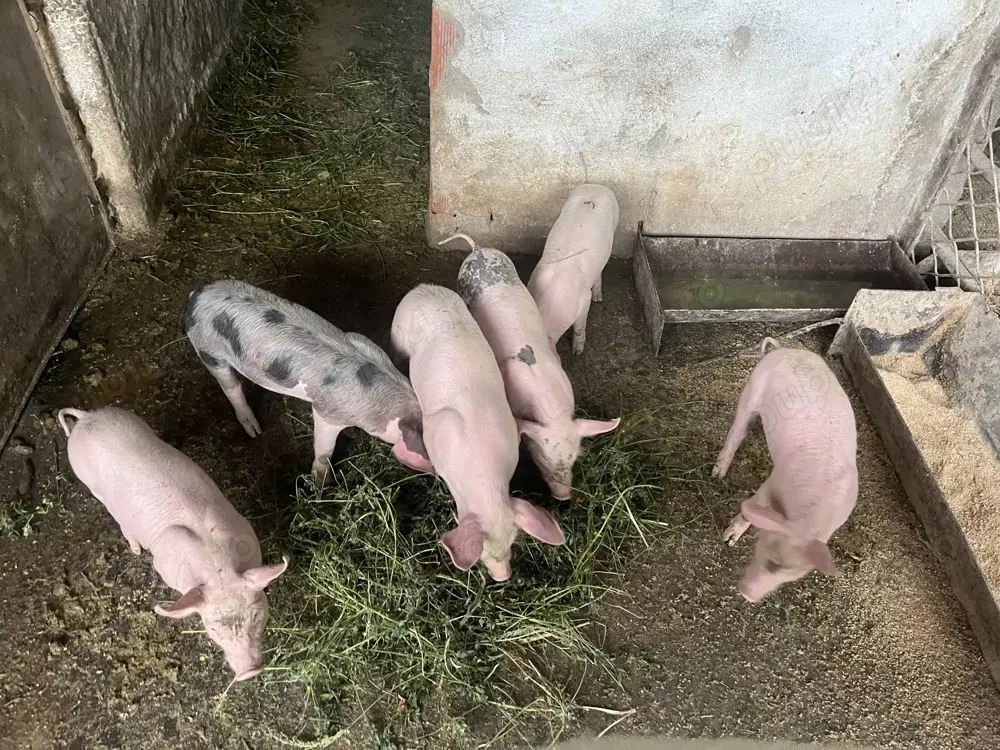 Vand Purcei Landras cu Pietran Vand Purcei Landras cu Pietran