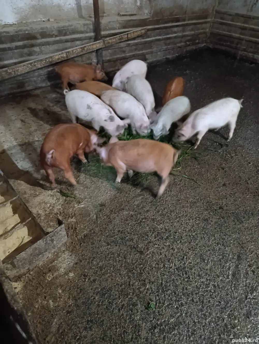 Purcei de 6 saptamani Purcei de 6 saptamani