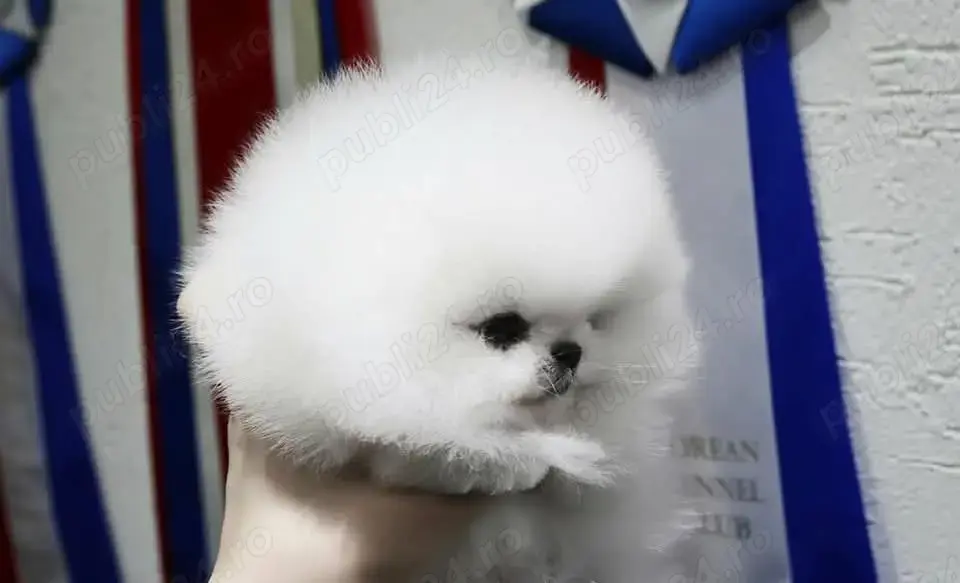 Pomeranian teacup original 