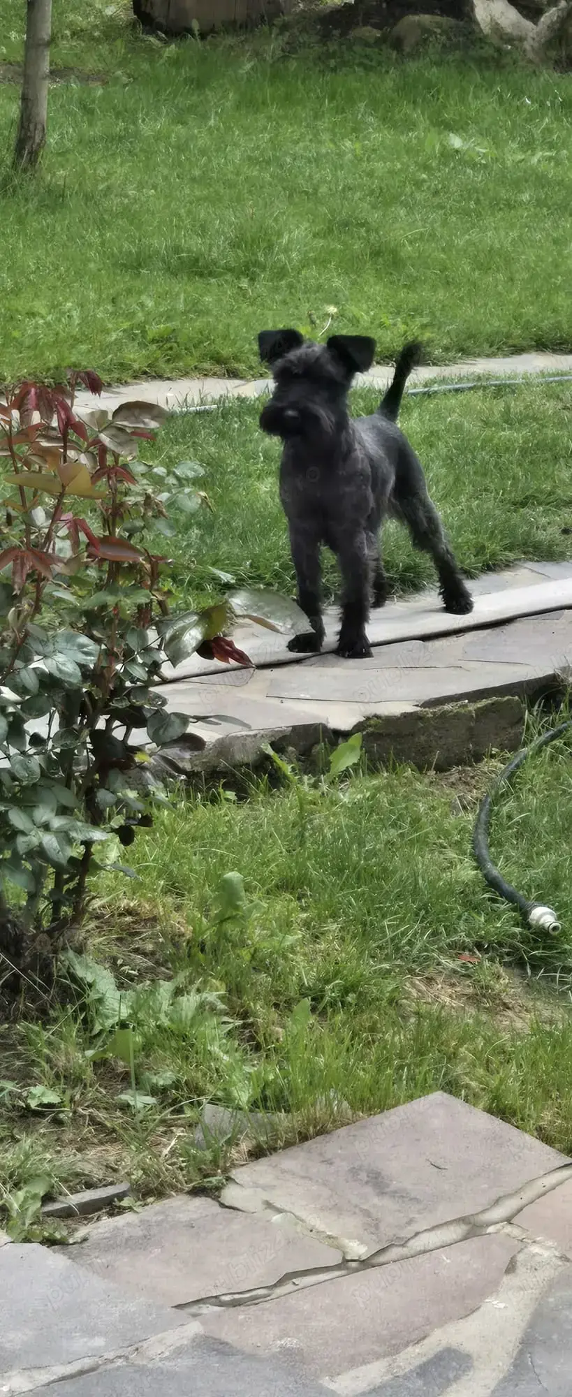 Vand  Schnautzer  pitic - femela 