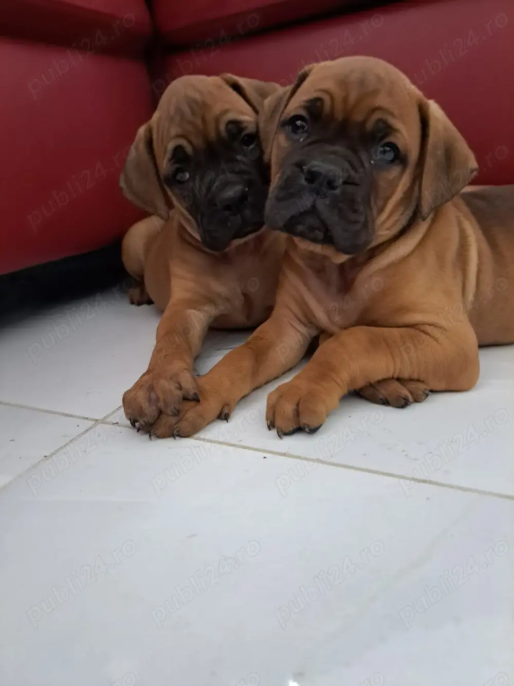 De vânzare căței boxer german