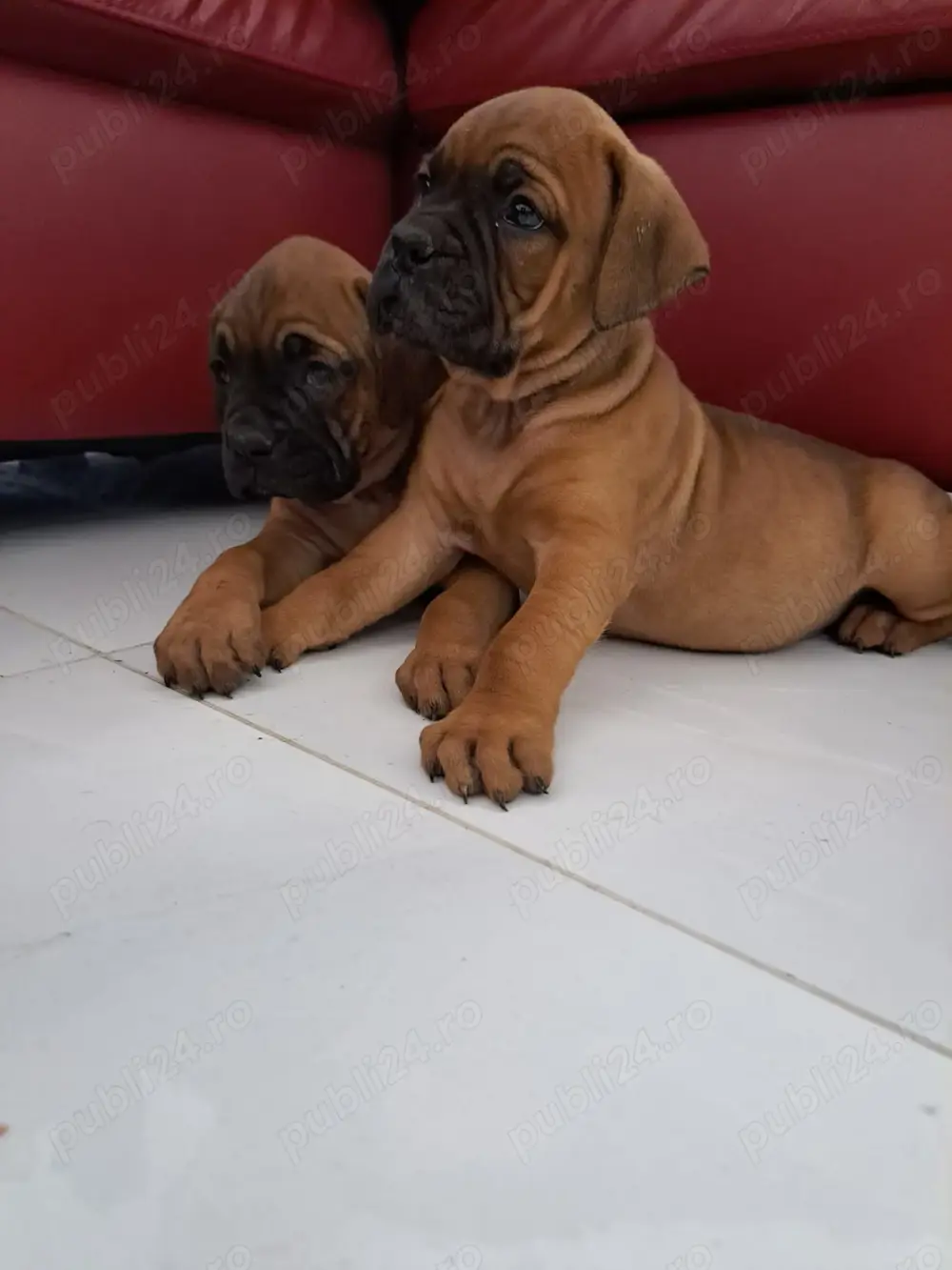 Vând căței boxer german 