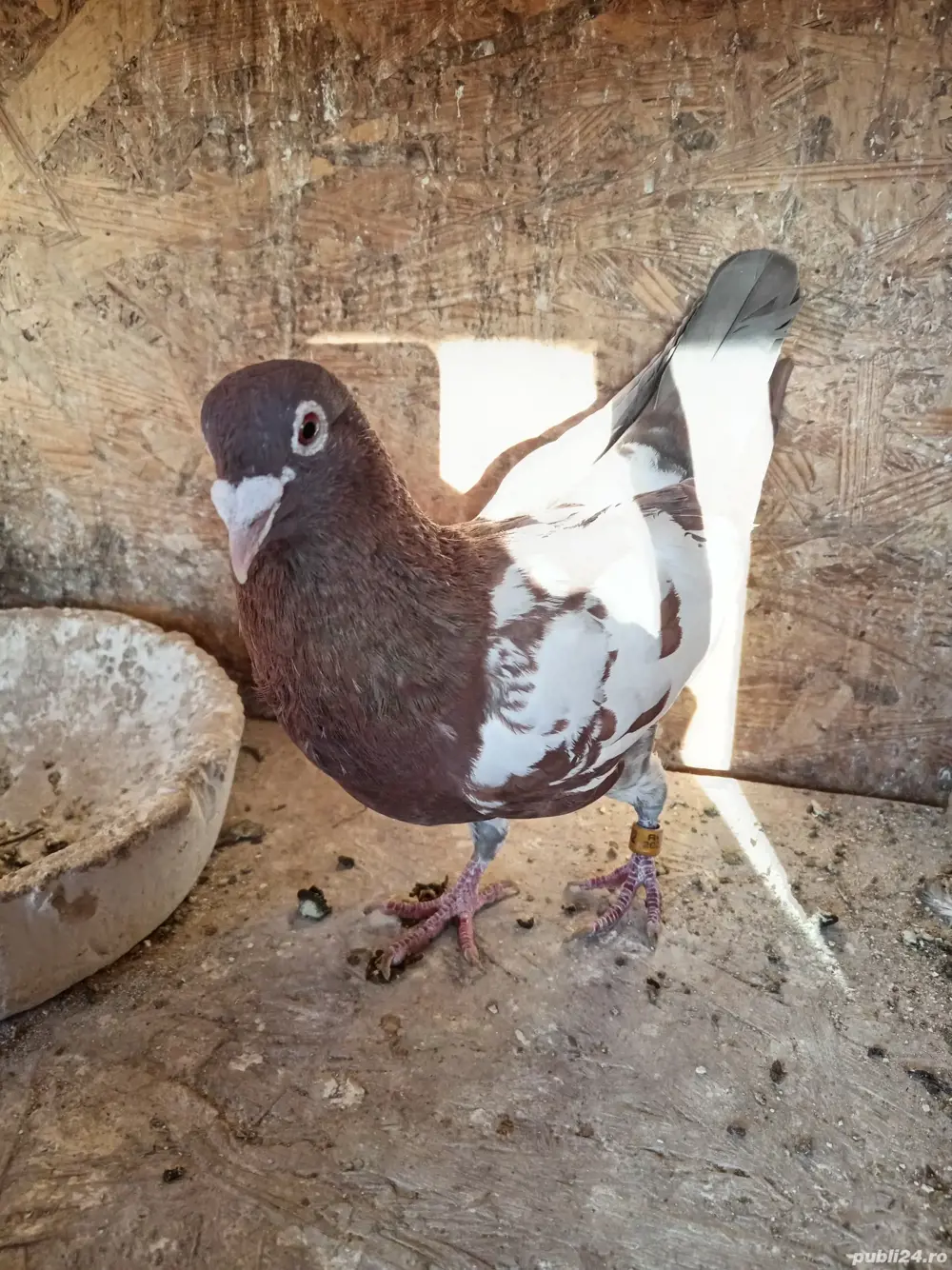 Porumbei mulemans  Porumbei mulemans