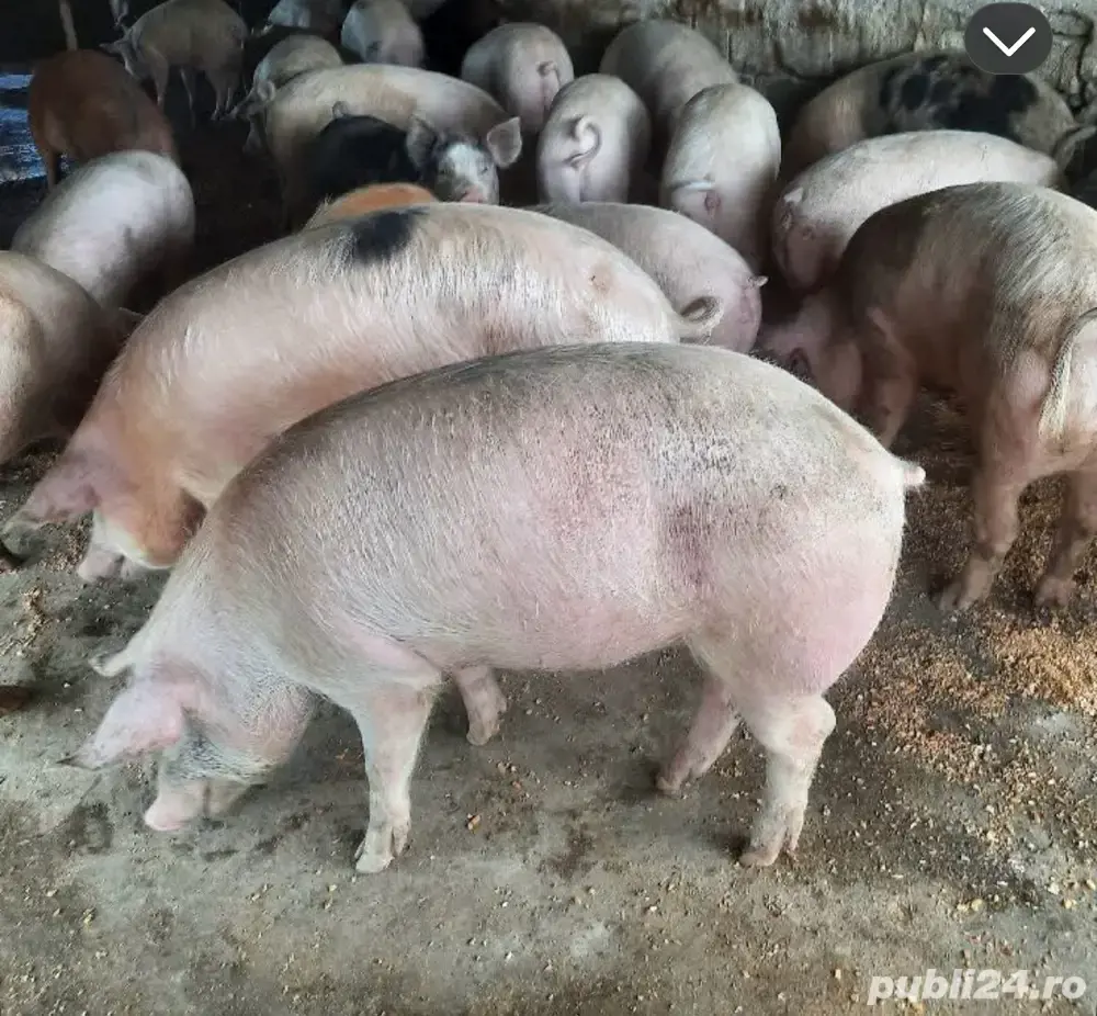 porci de vanzare 