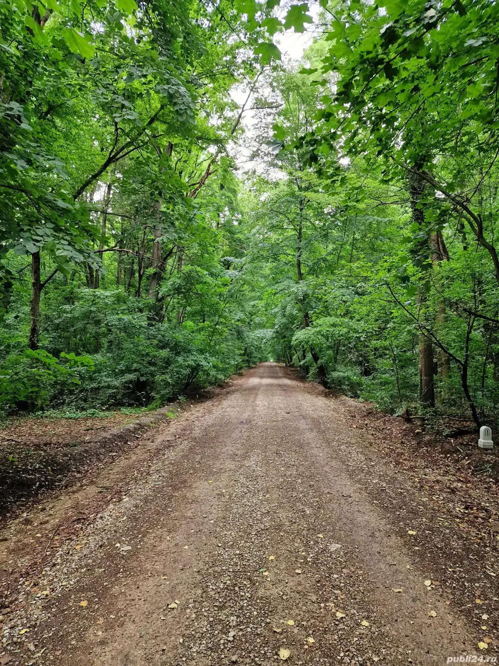 Teren intravilan 12.000mp Padurea Baneasa