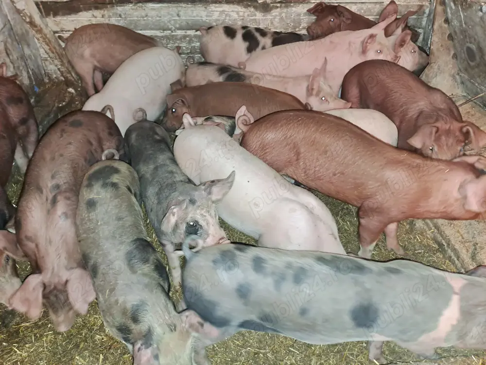 Vând purcei și șoldani 