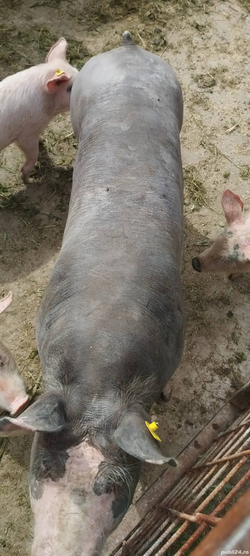 Porc de carne 200-220kg, 16 lei kg