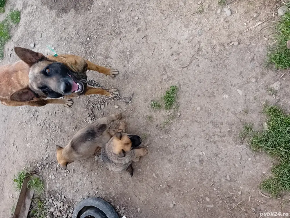 VAND CANI SI CATEI ciobănesc german și ciobănesc belgian cu puritatea rasei asigurată 