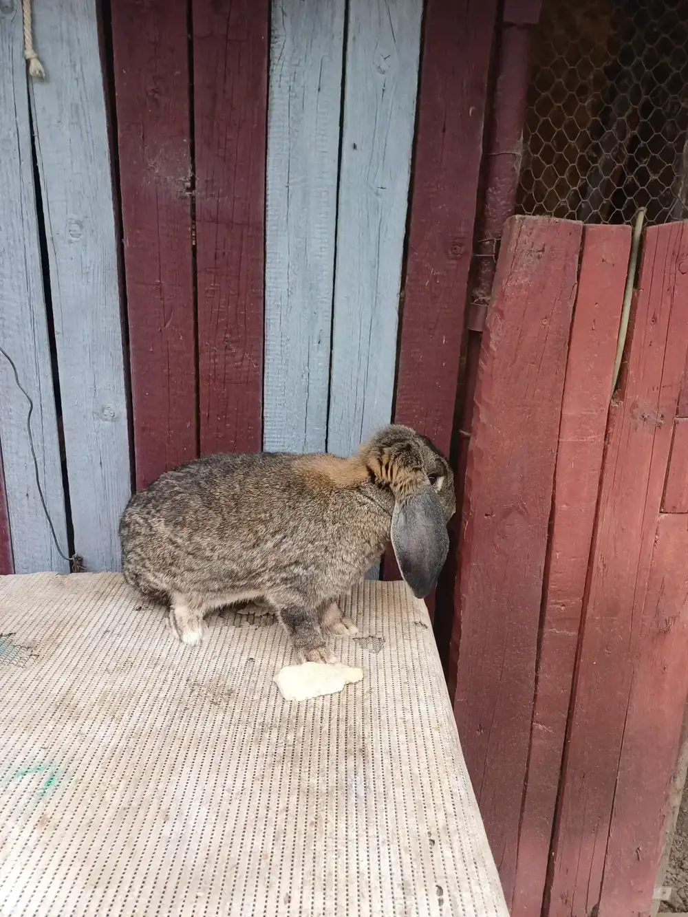 iepuri berbec german