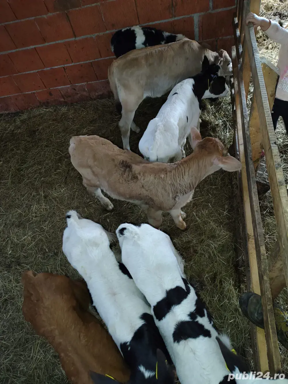 vitei frumosi vitei frumosi