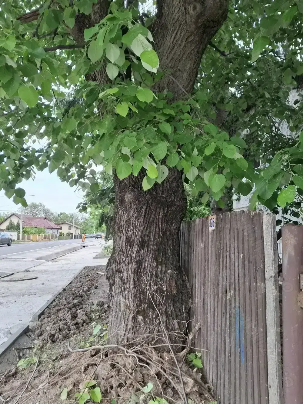 Tei trunchi și ramuri