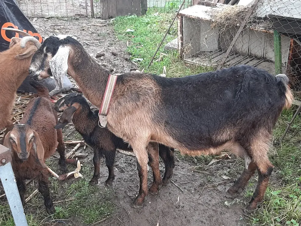 Capra  Anglonubiana De Vanzare.