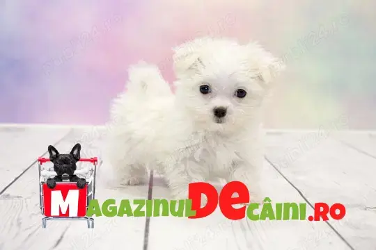 HRANA GRATUITA-Bichon Maltez Mini cu Factura,Carnet,Microcip,Garantie-Livrare GRATUITA Cluj Napoca