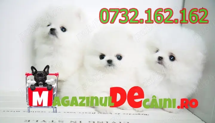 Cumpara Legal Spitz Pomeranian Alb cu Factura, Carnet,Microcip,Pasaport-Livrare la Bucuresti