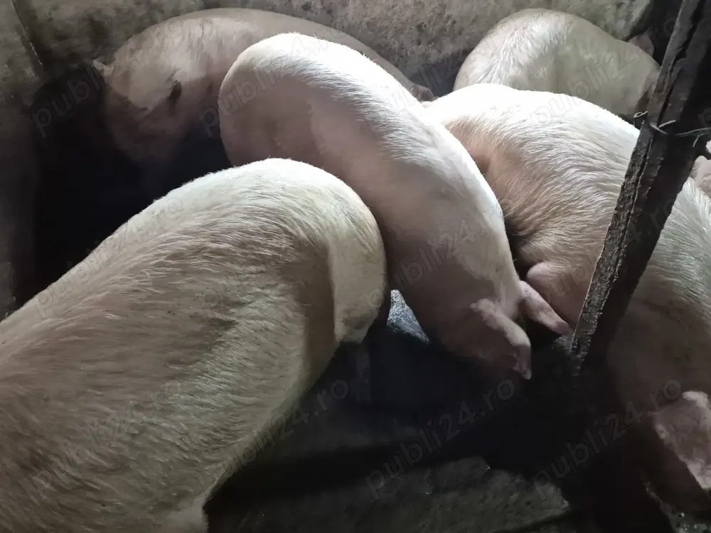 Porci 150-300kg de Tăiat 