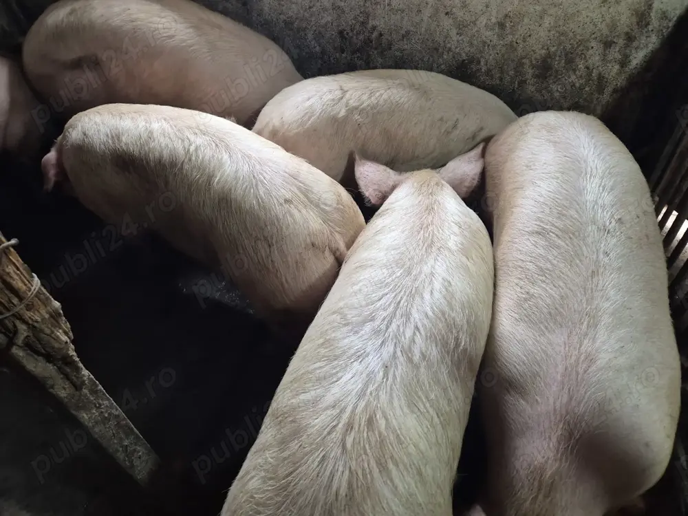 Porci 100-180kg de tăiat 